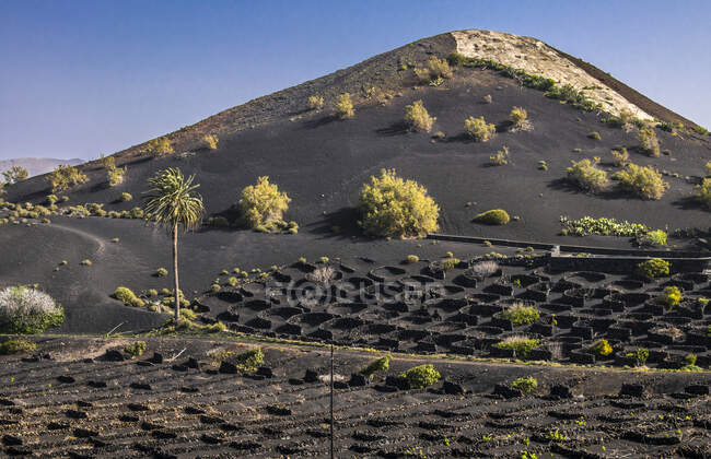 Spain, Canary Islands, Lanzarote Island, viticulture in the volcanic valley of the Geria — Stock Photo