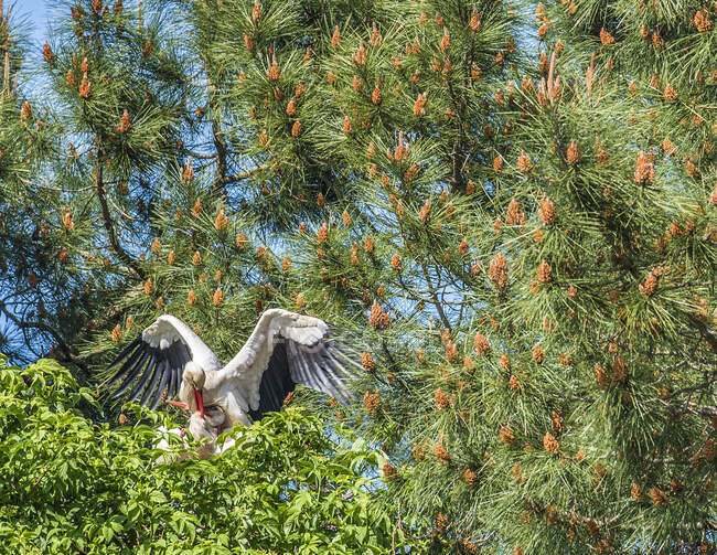 Francia, Arcachon Bay, Teich ornithological park, dos cigüeñas blancas en un nido - foto de stock