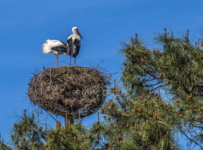 France, Arcachon Bay, Teich ornithological park, couple of white stork on their nest perched in a pine tree — Stock Photo