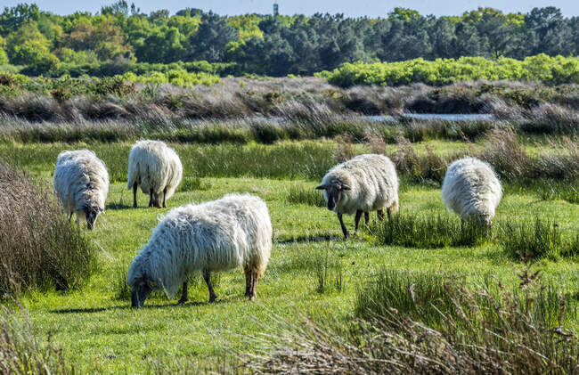 Francia, Arcachon Bay, Teich ornithological park, bandada de ovejas pastando en el pasto - foto de stock