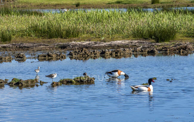 France, Arcachon Bay, Teich ornithological park, common shelduck and black-headed gull — Stock Photo