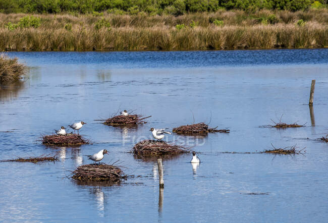 Francia, Arcachon Bay, Teich ornithological park, gaviota de cabeza negra y su nido flotante - foto de stock