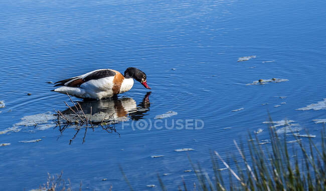 France, Baie d'Arcachon, Parc ornithologique de Teich, Shelduck commun — Photo de stock