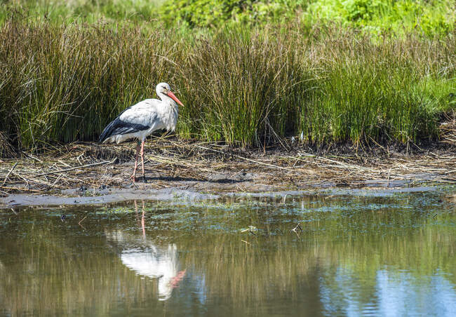 Francia, Arcachon Bay, Teich ornithological park, cigüeña blanca - foto de stock