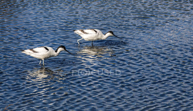 France, Arcachon Bay, Teich ornithological park, two pied avoce, reflection in the water — Stock Photo