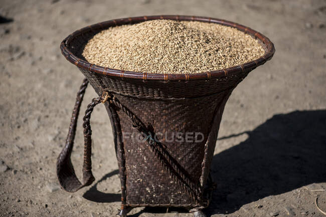 Cesta local de mimbre khopi llena de granos de arroz, Khonoma, Nagaland, India - foto de stock