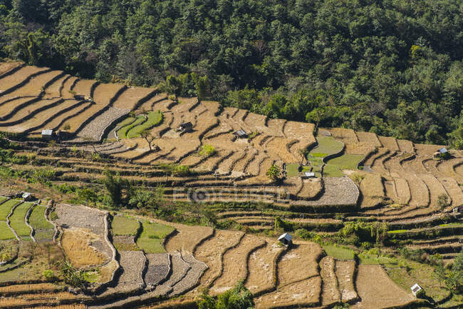 Mirador en las terrazas de los campos de paddyfields que rodean la aldea, Khonoma, Nagaland, India - foto de stock