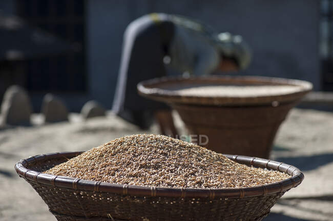 Женщина за кулисами и плетеная корзина хопи, полная рисовых зерен, Хонома, Нагаленд, Индия — стоковое фото