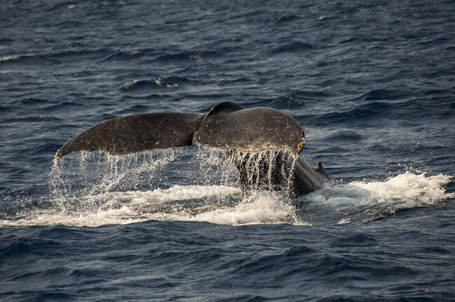 Caudal fin splashing at the occasion of whale watch tour, Okinawa, Japan — Stock Photo