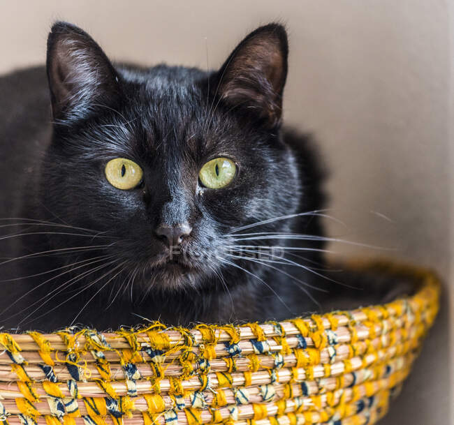 Francia, gato negro doméstico en una canasta, de cerca - foto de stock