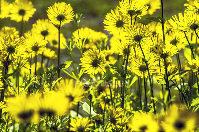 Flores amarillas en el campo - foto de stock