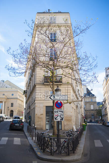 Blue tree en la calle Conde, París, Francia - foto de stock