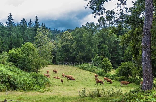 Francia, Limousin, Coreze, Miginiac hamlet, limusinas en un prado - foto de stock