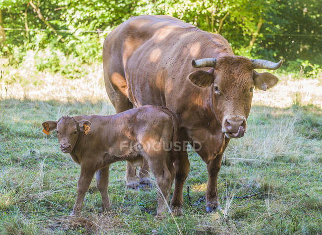 France, Limousin, Coreze, Miginiac hamlet, Limousine cattle and its calf in a meadow — Stock Photo
