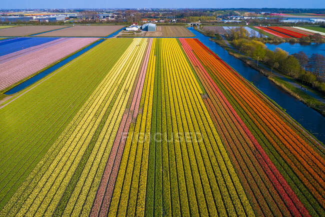 Europa, Paesi Bassi, campi di tulipani — Foto stock
