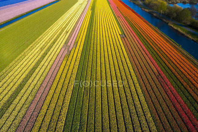 Europa, Paesi Bassi, campi di tulipani — Foto stock
