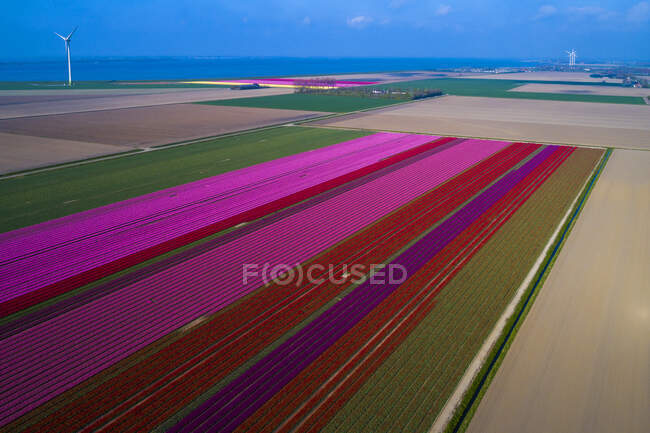 Europa, Holanda, campos de tulipanes - foto de stock