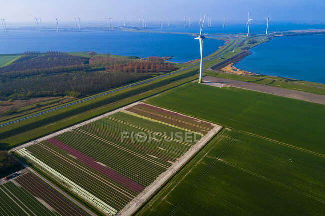 Europe, Nederlands, tulips fields,Krammersluizen, Philipsdam — Stock Photo