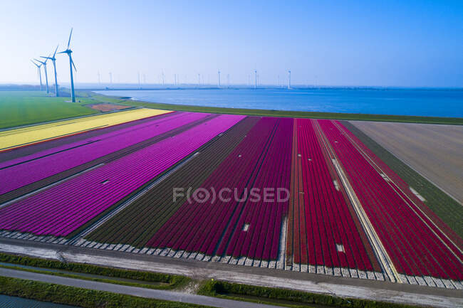 Europe, Nederlands,tulips fields, Krammersluizen, Philipsdam — Stock Photo
