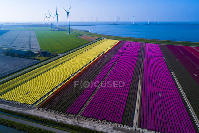 Europa, Países Bajos, campos de tulipanes, Krammersluizen, Philipsdam - foto de stock