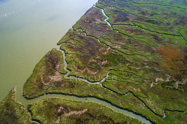 Europe, Pays-Bas, Saeftinghe marsch — Photo de stock