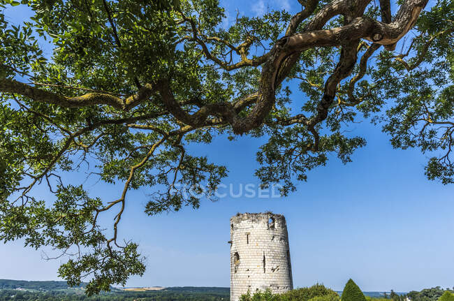 Francia, Centro-Val de Loire, Indre-et-Loire, Fortezza Reale di Chinon, bellissimo albero — Foto stock