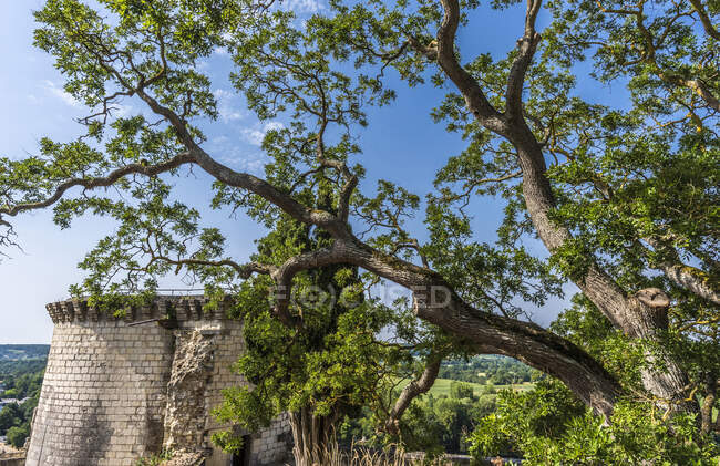 França, Centro-Val de Loire, Indre-et-Loire, Fortaleza Real de Chinon, bela árvore — Fotografia de Stock