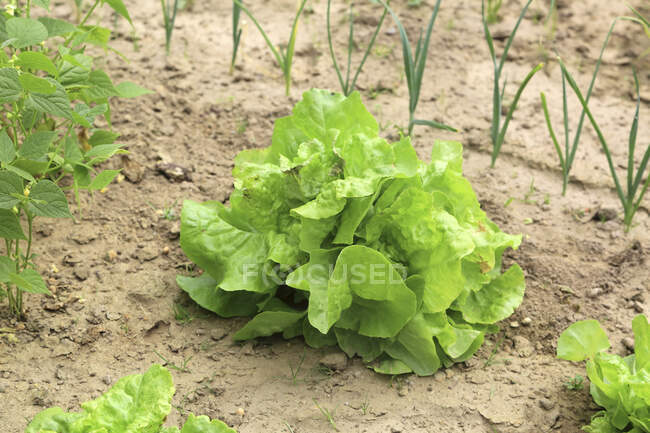 Green salad, close up — Stock Photo