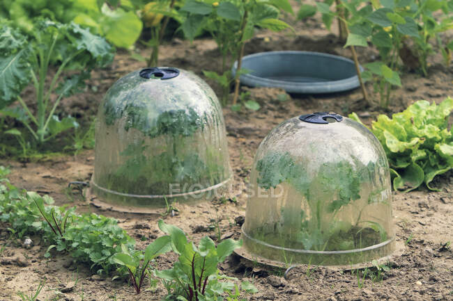 Gardening, green house bell — Stock Photo