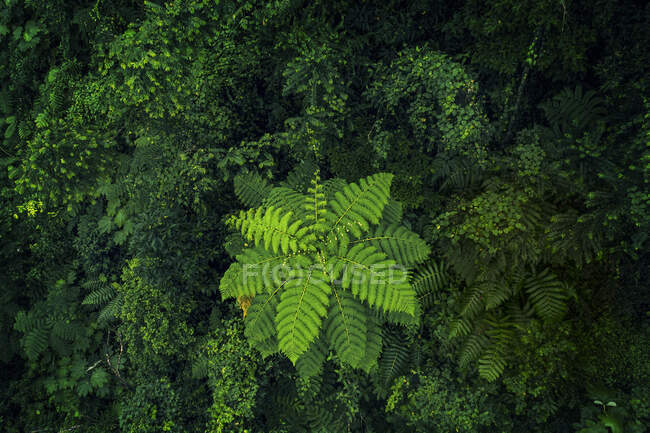 Usa, Porto Rico, El Yunque, forest — Stock Photo