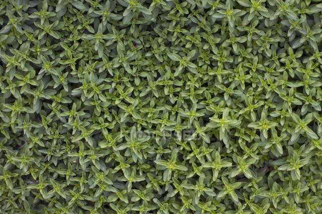 Close-up of oregano planted in a garden. — Stock Photo