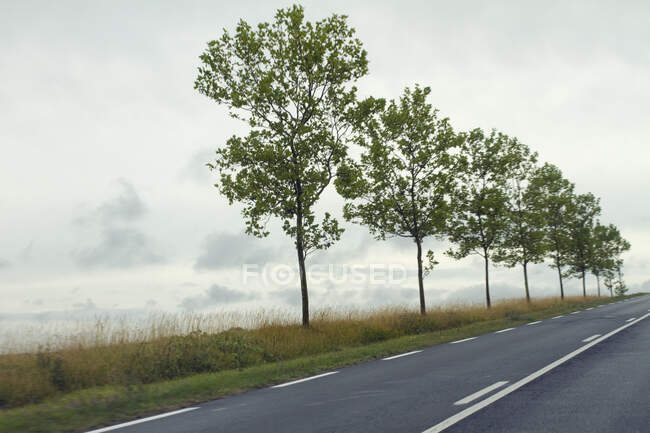 França, árvores da estrada. — Fotografia de Stock