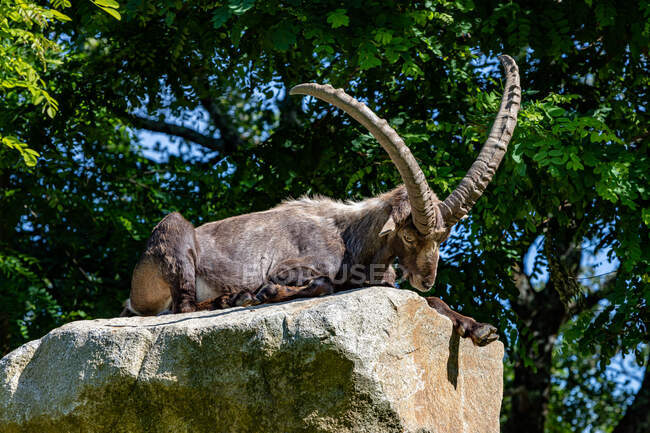 Ibex tendido sobre una roca, Ariege, Pirineos, Occitanie, Francia - foto de stock