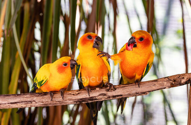 View of a group of Conure Sun parakeet, Ariege, Pyrenees, Occitanie, France — Stock Photo