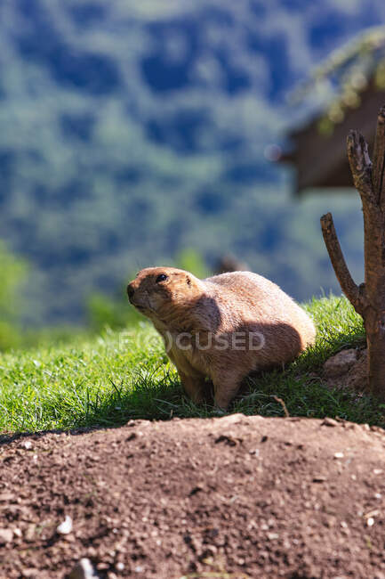 Portrait d'une marmotte devant son terrier se préparant à l'hibernation, Ariège, Pyrénées, Occitanie, France — Photo de stock
