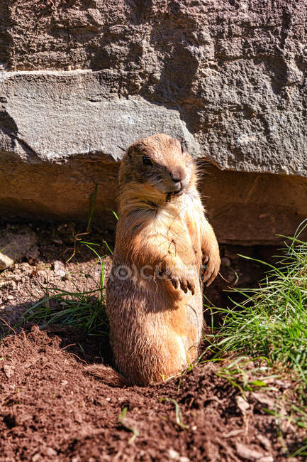 Retrato de una marmota frente a su madriguera preparándose para la hibernación, Ariege, Pirineos, Occitanie, Francia - foto de stock