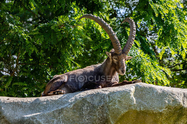 Ibex deitado sobre uma rocha, Ariege, Pirinéus, Occitanie, França — Fotografia de Stock