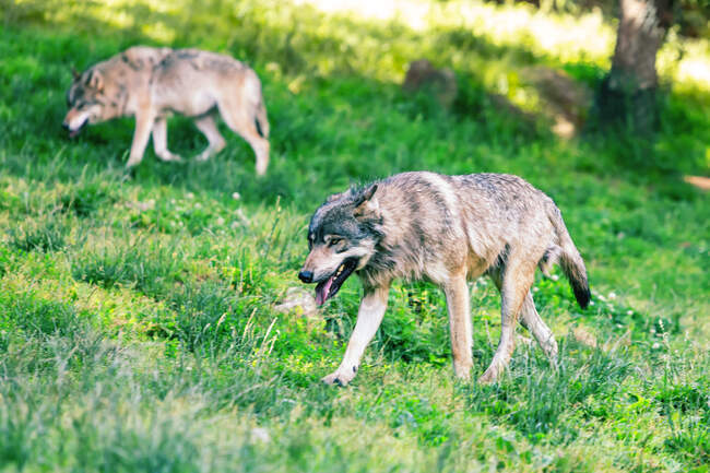 Porträt eines Wolfes in der Natur, Ariege, Pyrenäen, Okzitanien, Frankreich — Stockfoto