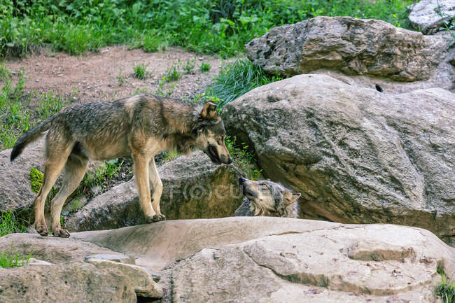 Pareja de lobos en la roca, Ariege, Pirineos, Occitanie, Franceses - foto de stock