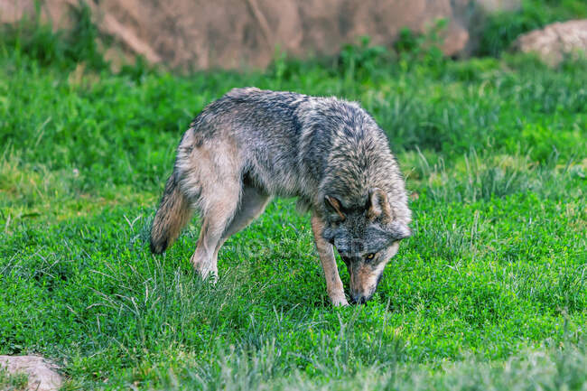 Retrato de un lobo en la naturaleza, Ariege, Pirineos, Occitanie, Francia - foto de stock