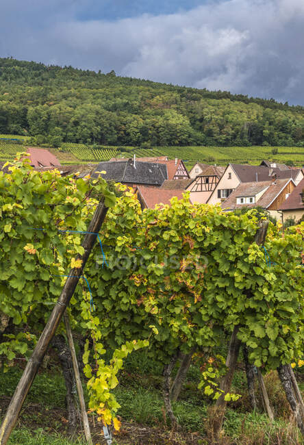 Francia, Alsazia, Strada del Vino, vigneto e villaggio di Hunawihr (Il più bel villaggio in Francia) — Foto stock