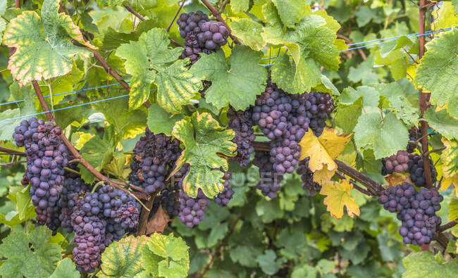 Франція, Ельзас, Винний шлях, виноградник у Нідерморшвірху, сорт винограду пінос — стокове фото