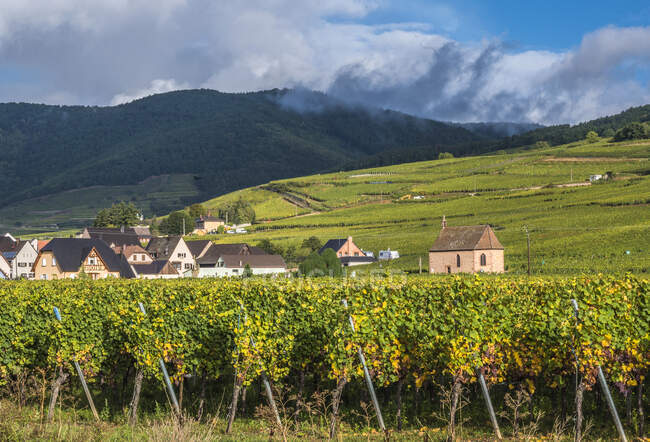 France, Alsace, Wine Route, vineyard and village of Sigolsheim — Stock Photo