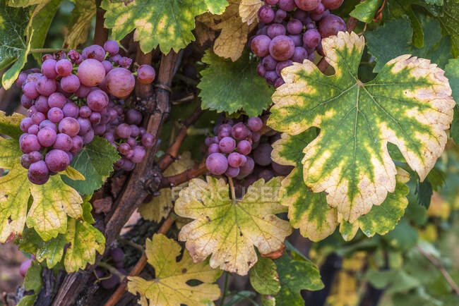Франция, Эльзас, Винный маршрут, виноградник в Туркхайме, сорт винограда Gewurztraminer — стоковое фото