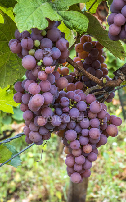 França, Alsácia, Rota do Vinho, vinha em Turckheim, casta Gewurztraminer — Fotografia de Stock
