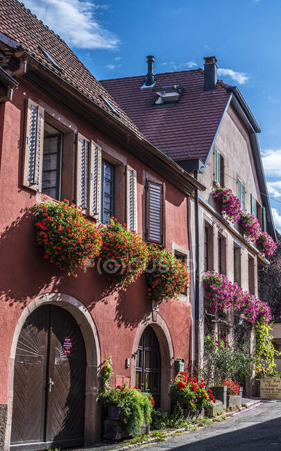 França, Alsácia, rota do vinho, Ribeauville, rua forrada com casas de enólogo com flores — Fotografia de Stock