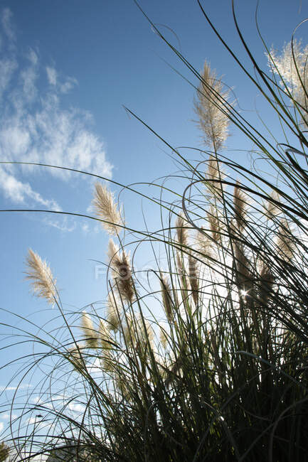 Close-up of Pampas Grass. — Stock Photo