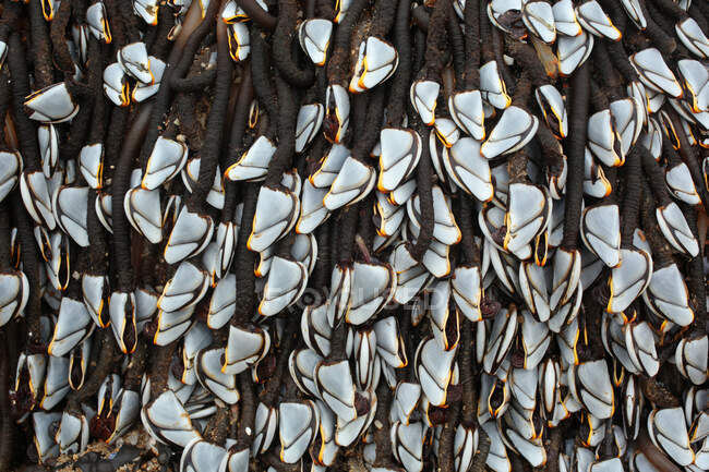 France, Les Moutiers-en-Retz, 44, barnacles hanging on a beacon stranded on the beach after a storm. — Stock Photo