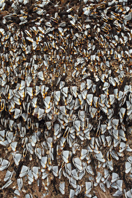 France, Les Moutiers-en-Retz, 44, barnacles hanging on a beacon stranded on the beach after a storm. — Stock Photo