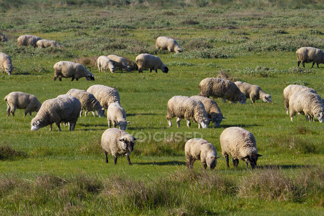 Francia, Hauts de France, Somme. Somme Baie. Gregge di pecore su prati salati — Foto stock